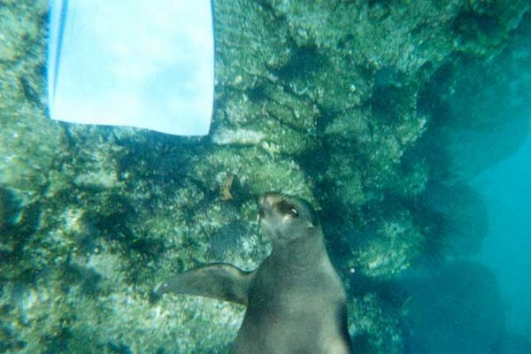 33 Sealion baby twirling up from the bottom.jpg