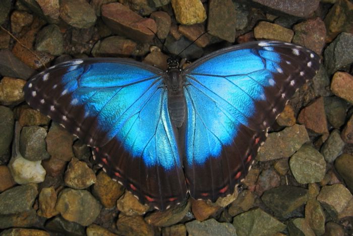 2003-11-19c Blue Monarch.JPG