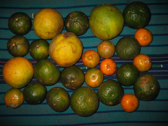 2003-11-19j USD 1.50 Worth of Citrus.JPG