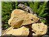2002-06-22e Lizard.jpg