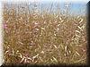 2002-06-30b Grasses.jpg
