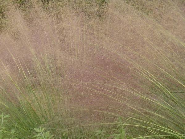 2002-10-18c Garden in Manhattan Beach.JPG