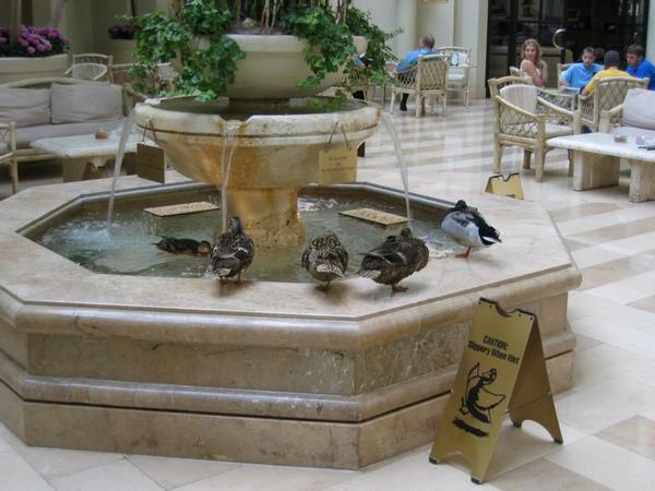 2003-06-17c Peabody Ducks 3.JPG
