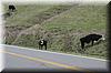 2003-12-28b Cows on Highway 1.JPG