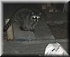 2004-08-01f Raccoon 2.JPG
