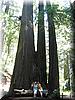 2004-09-04b Redwoods.jpg