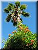 2004-09-12b Palm Tree With Flowers.jpg