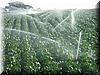 2004-09-25m Irrigation.JPG