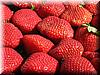 2005-05-21 Strawberries.JPG