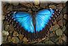 Best Photo 080 - Belize Butterfly.JPG