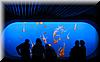 Best Photo 123 - Monterey Aquarium Jellyfish 1.JPG