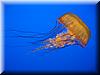 Best Photo 125 - Monterey Aquarium Jellyfish 3.JPG