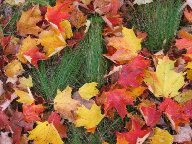 2003-10-10c Leaves on Ground.JPG