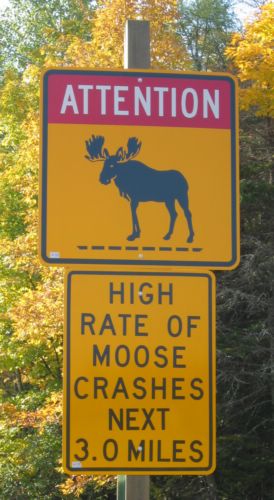 2003-10-10g Potential Moose Encounter.jpg