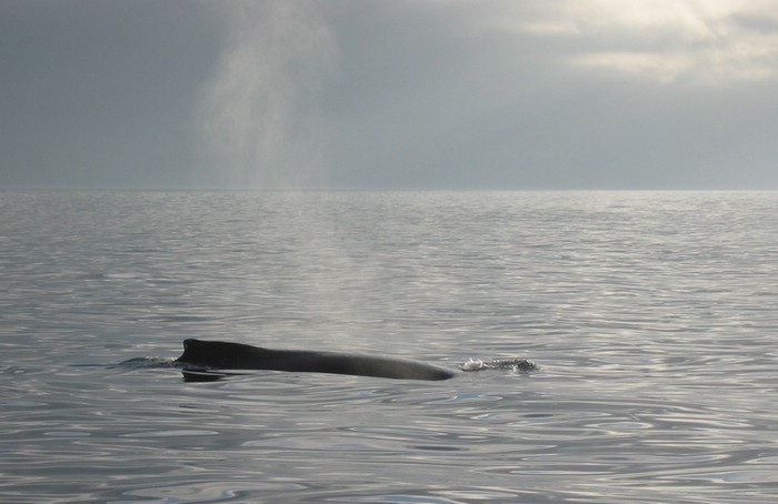 2003-09-05d Whale.jpg