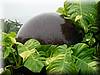046 A huge cannonball, almost overgrown.JPG